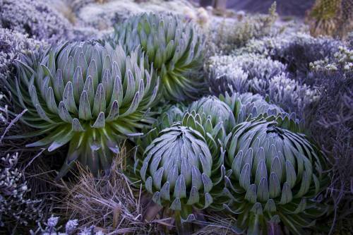 Lobeliaer på Kilimanjaro, en af de karakteristiske planter for bjerget